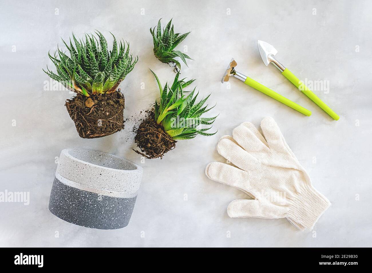 Transplanting indoor flowers and houseplant. Sprouts of green succulents, concrete pot, white gloves, rake and shovel tools on marble table. Concept f Stock Photo