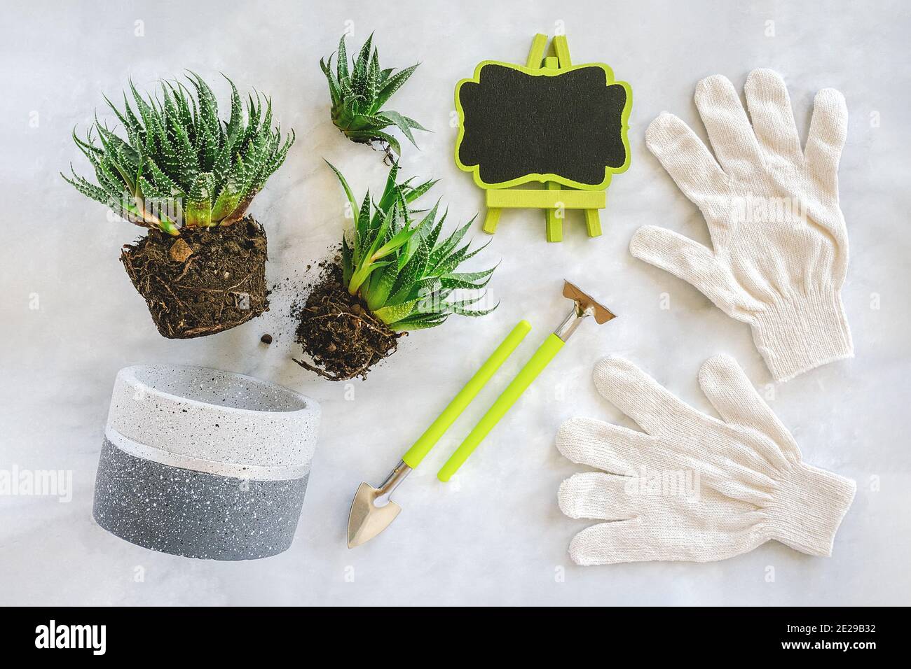 Transplanting indoor flowers and houseplant. Sprouts of succulents, concrete pot, white gloves, tools and frame on marble table. Concept floriculture Stock Photo