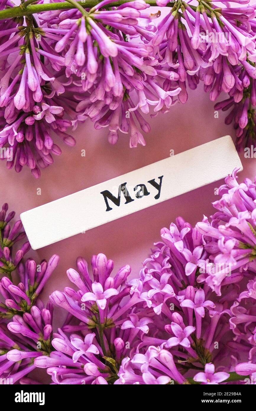 Wooden calendar spring month of May and flowers of lilac on pink background, close up. Copy space. Minimal style. Template for greeting card, text, de Stock Photo