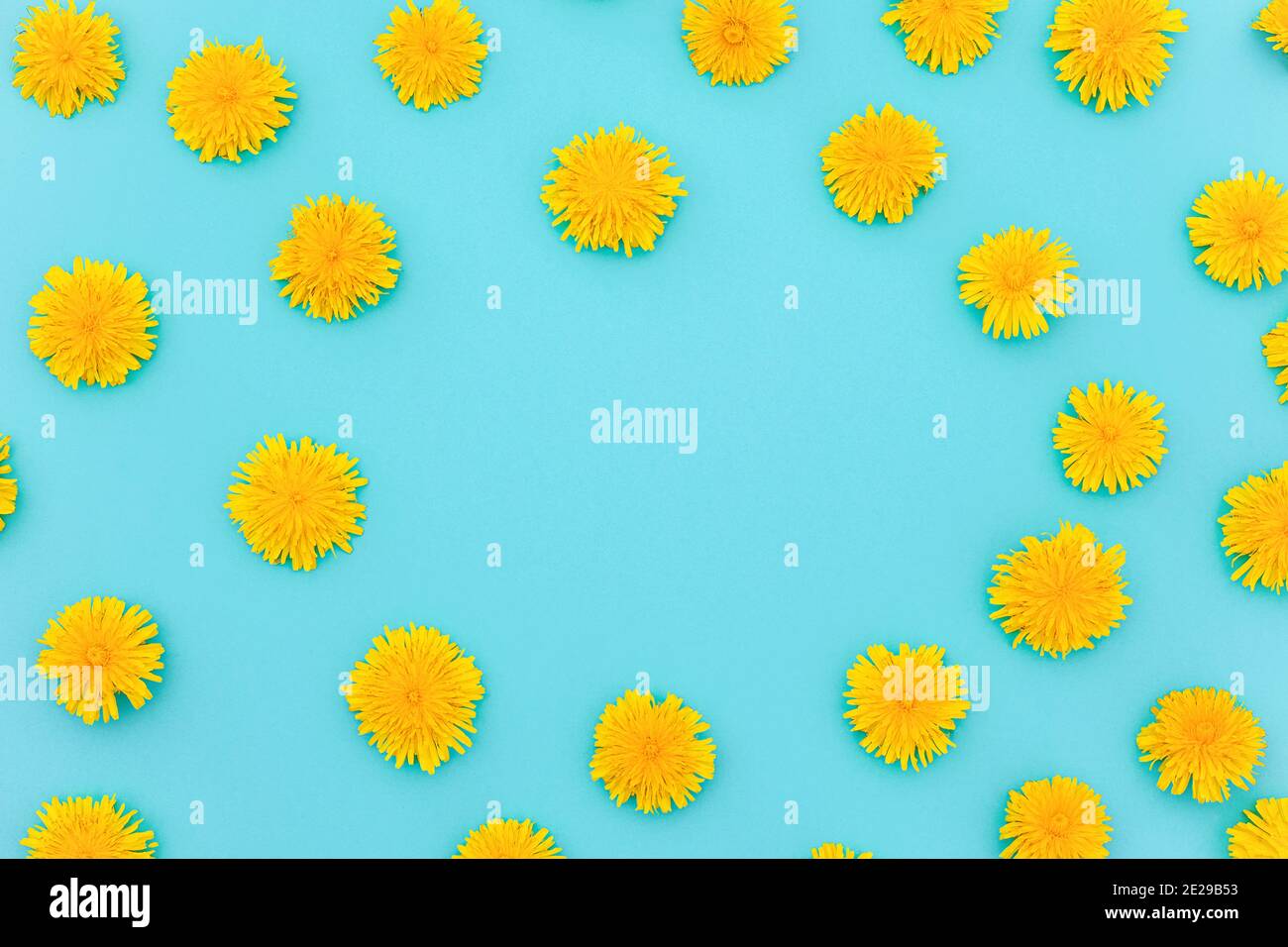 Flower composition. Floral frame of yellow dandelions on blue background. Flat lay Creative top view. Top-down composition. Copy space Template for po Stock Photo