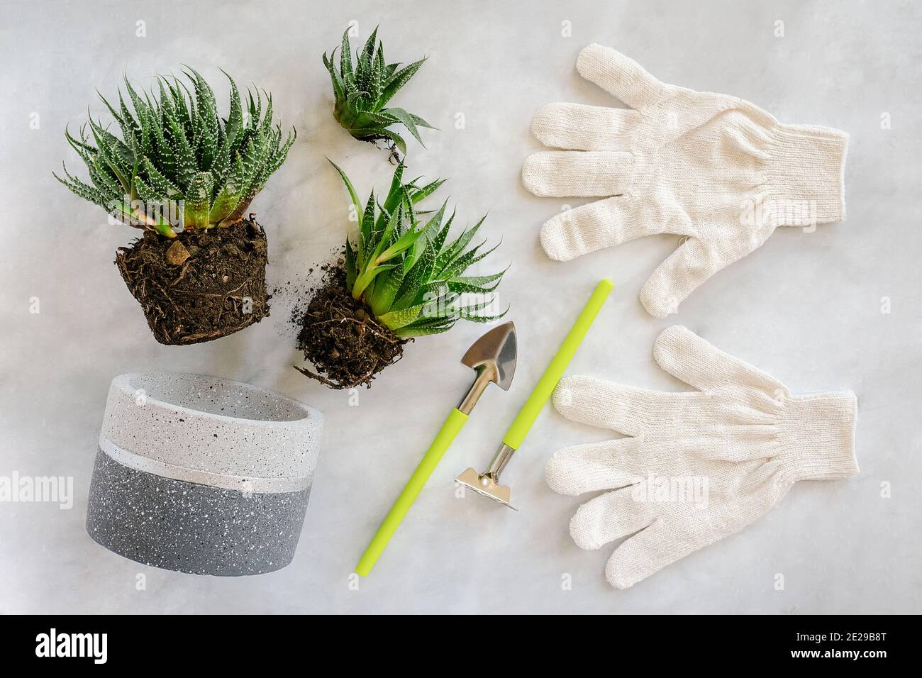 Transplanting indoor flowers and houseplant. Sprouts of green succulents, concrete pot, white gloves, rake and shovel tools on marble table. Concept f Stock Photo