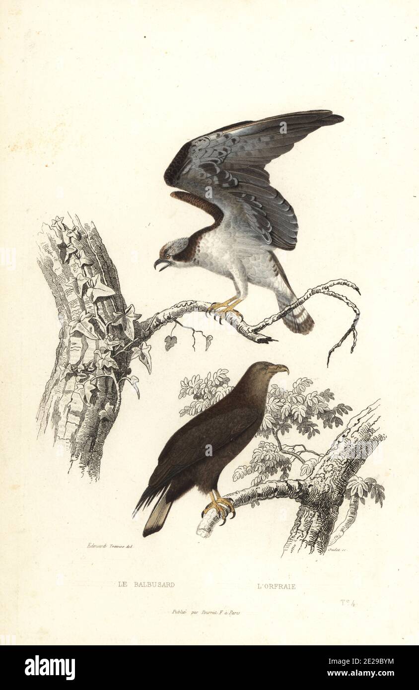 Osprey, Pandion haliaetus, and white-tailed eagle, Haliaeetus albicilla. Le balbusard, Falco haliaetus, l'orfraie, Falco ossifragus. Handcoloured engraving by Oudet after an illustration by Edouard Travies from Achille Richard's Oeuvres Completes de Buffon, Pourrat Freres, Paris, 1839. Stock Photo