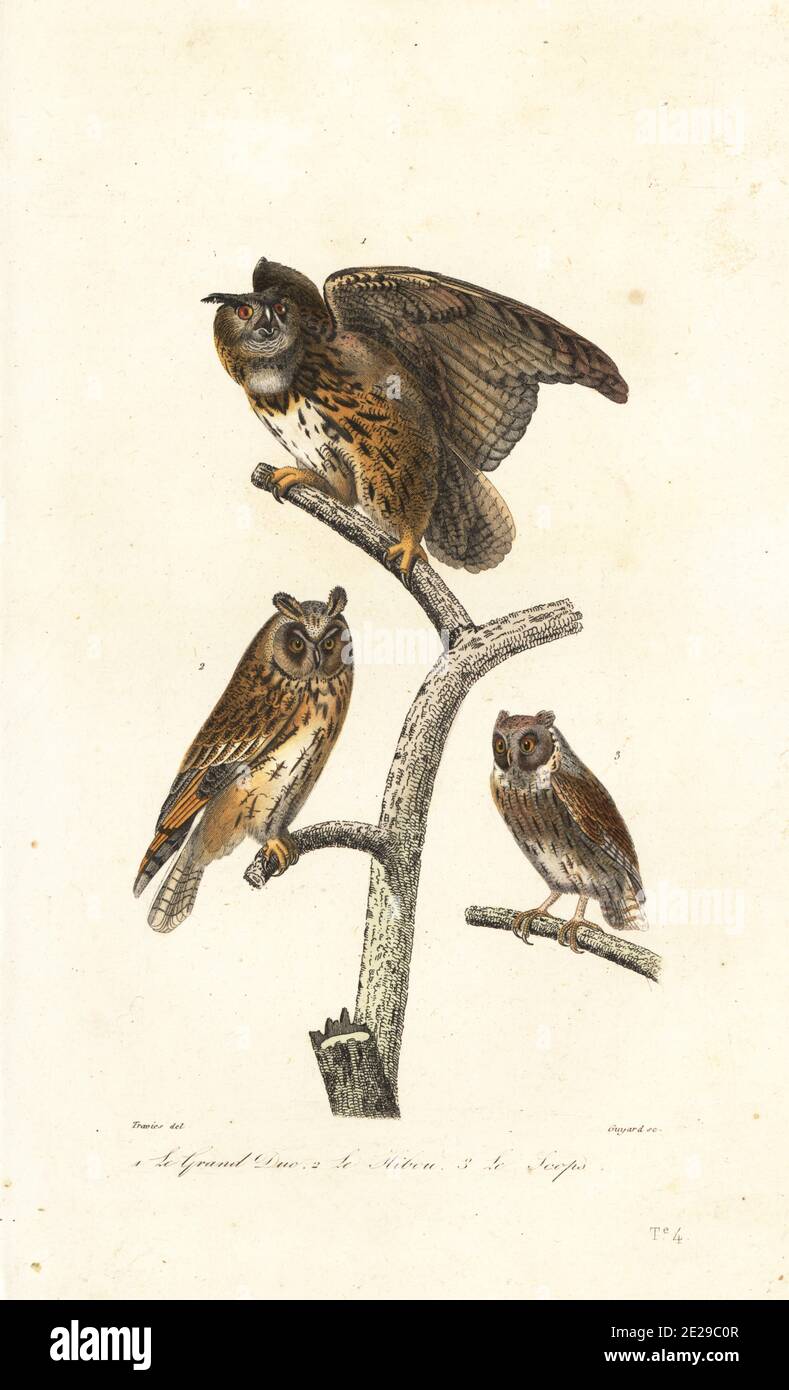 Eurasian eagle-owl, Bubo bubo 1, long-eared owl, Asio otus 2, and  European scops-owl, Otus scops 3. Le duc ou grand duc, Strix bubo, Le hibou, Strix otus, Le scops, Strix scops. Handcoloured engraving by Guyard after an illustration by Edouard Travies from Achille Richard's Oeuvres Completes de Buffon, Pourrat Freres, Paris, 1839. Stock Photo