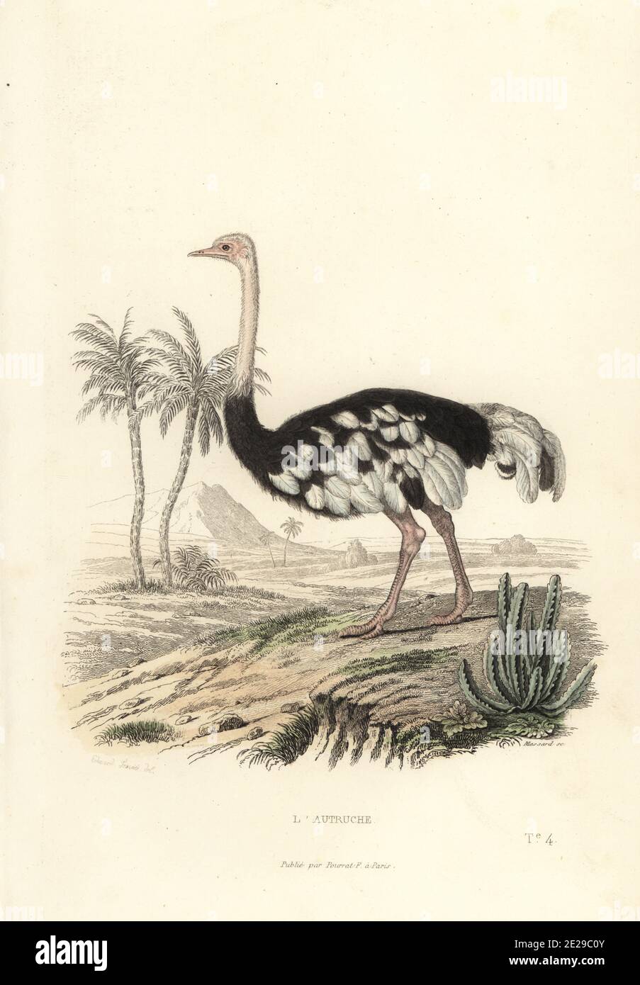 Common ostrich, L'autruche, Struthio camelus. Handcoloured engraving by Leopold Massard after an illustration by Edouard Travies from Achille Richard's Oeuvres Completes de Buffon, Pourrat Freres, Paris, 1839. Stock Photo