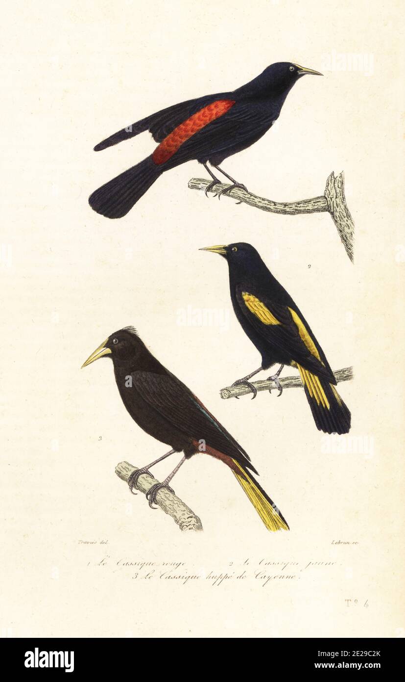 Suriname Crested Oropendola High Resolution Stock Photography And Images Alamy