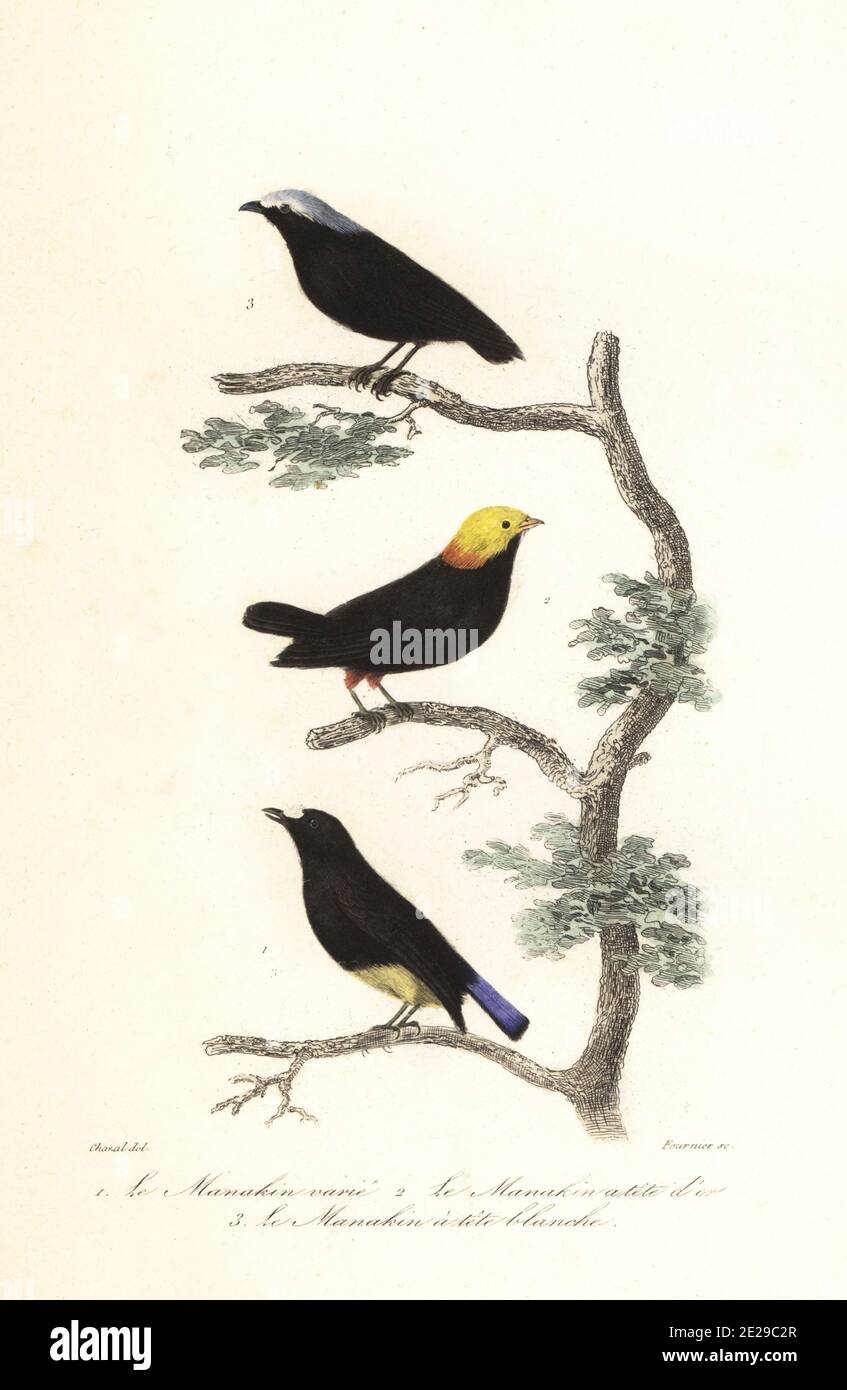 White-fronted manakin, Lepidothrix serena 1, golden-headed manakin, Ceratopipra erythrocephala 2 and white-crowned manakin, Pseudopipra pipra 3. Le manakin varie, Pipra serena, Le manakin a tete d'or, Pipra erythrocephela, le manakin a tete blanche, Pipra leucocapilla. Handcoloured steel engraving by Fournier after an illustration by Antoine Chazal from Achille Richard's Oeuvres Completes de Buffon, Pourrat Freres, Paris, 1839. Stock Photo