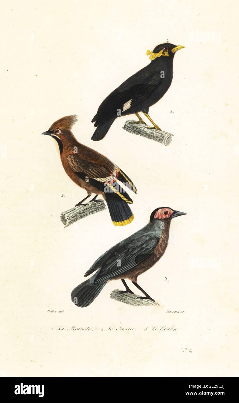 Common hill myna, Gracula religiosa 1, Bohemian waxwing, Bombycilla garrulus 2, and coleto, Sarcops calvus 3. Le mainate, le jaseur, Ampelis garrulous, le goulin, Gracula calva. Handcoloured steel engraving by Leopold Massard after an illustration by Jean-Gabriel Pretre from Achille Richard's Oeuvres Completes de Buffon, Pourrat Freres, Paris, 1839. Stock Photo