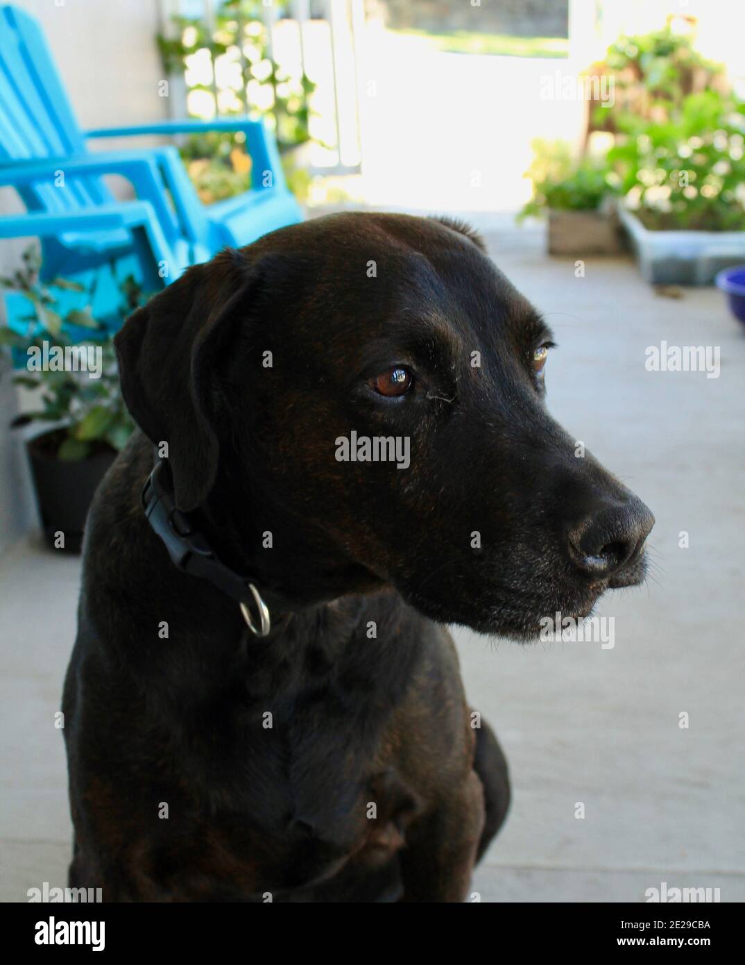 Brindle mastiff hires stock photography and images Alamy