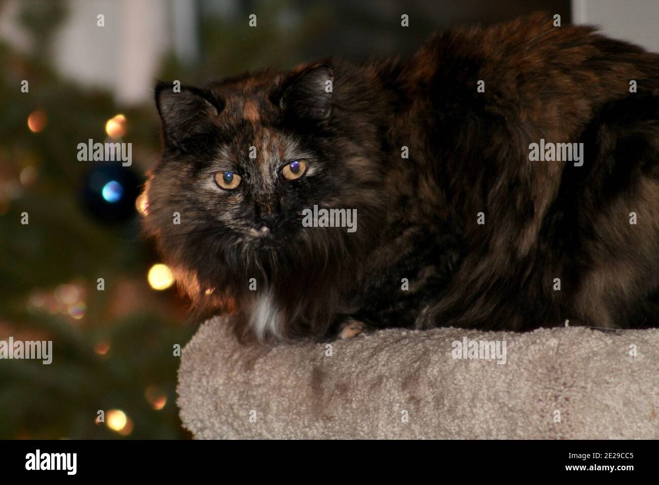 Christmas Tree Cat Stock Photo