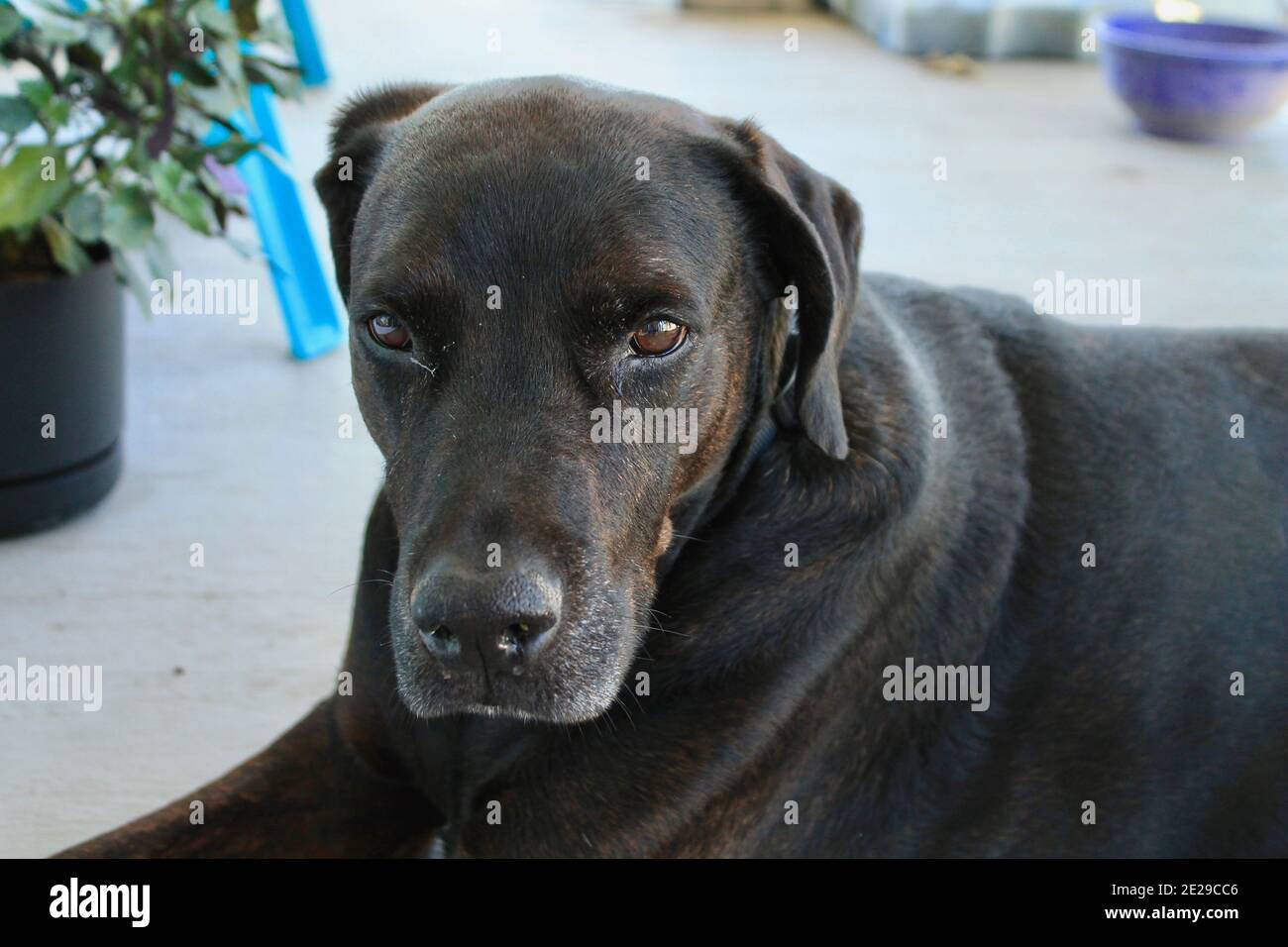 Brown Labrador Mastiff Mix Stock Photo