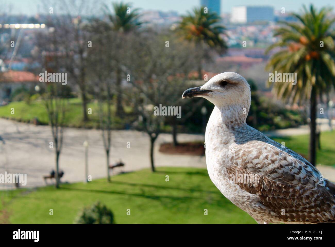 Close Up Birds in Porto, Portugal Stock Photo - Alamy