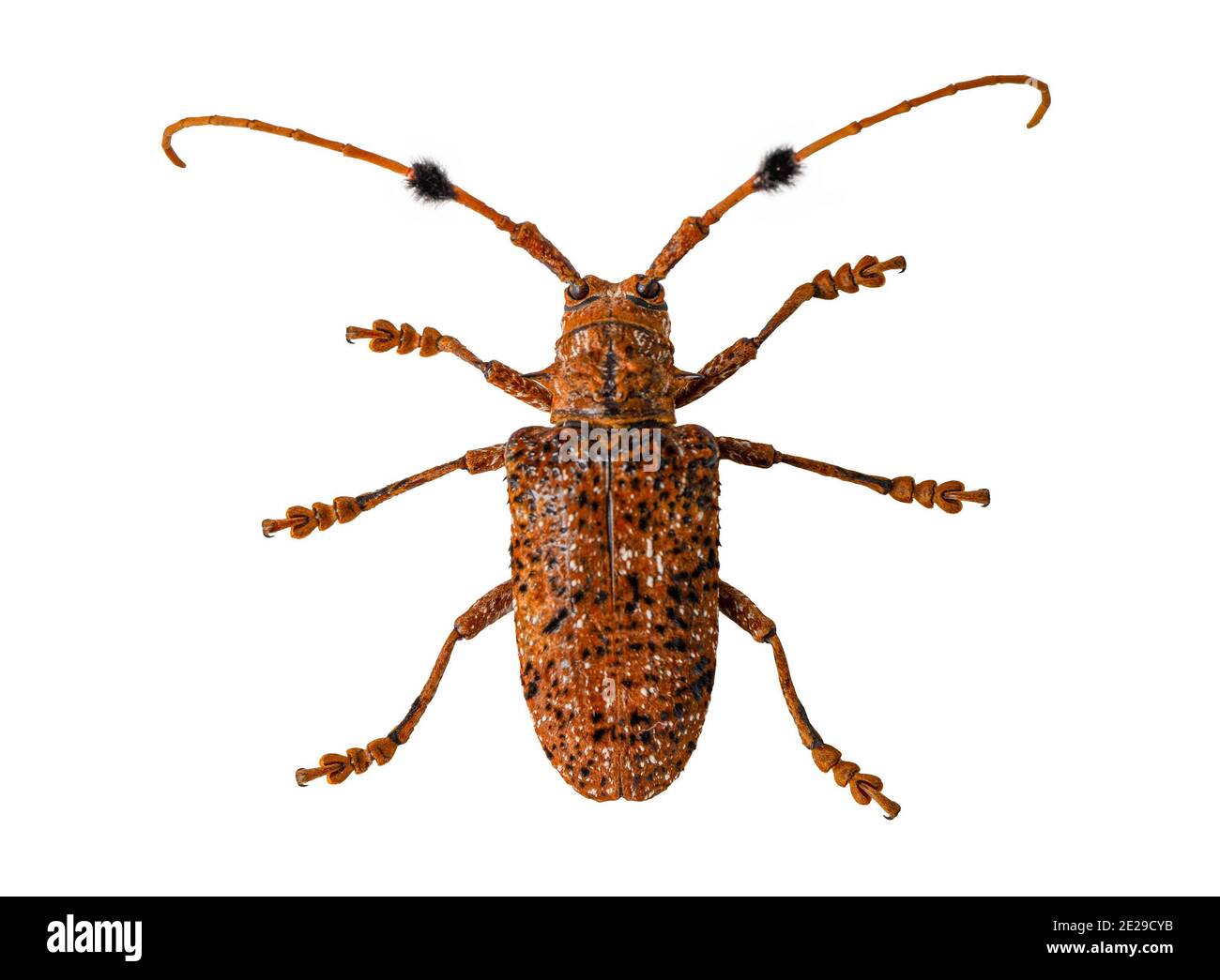 The beetle with the scientific name Aristobia horridula with clipping path. Stock Photo