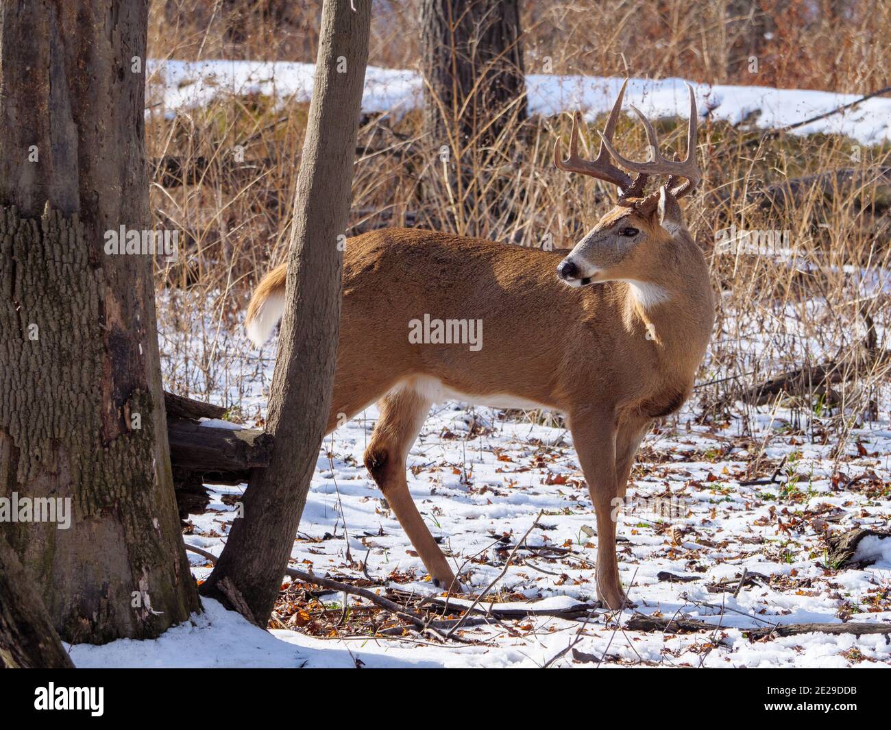 White-tailed deer buck with full rack of antlers. Cook County, Illinois. Stock Photo