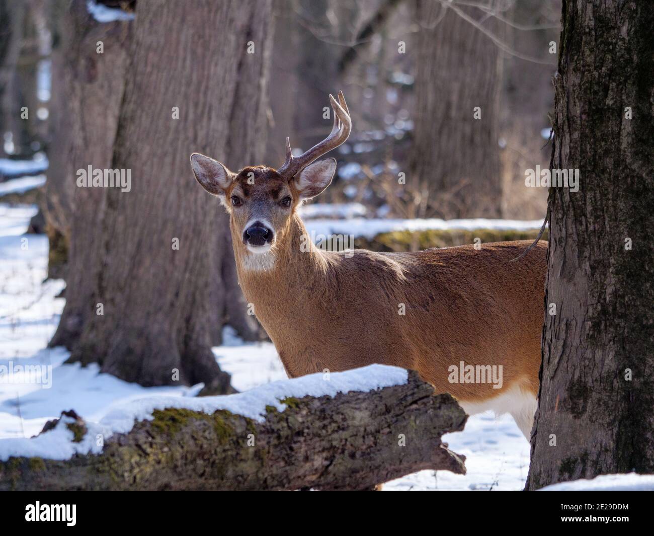 White-tailed deer buck with one antler missing. Cook County, Illinois. Male white-tailed deer shed their antlers after the breeding season. Stock Photo