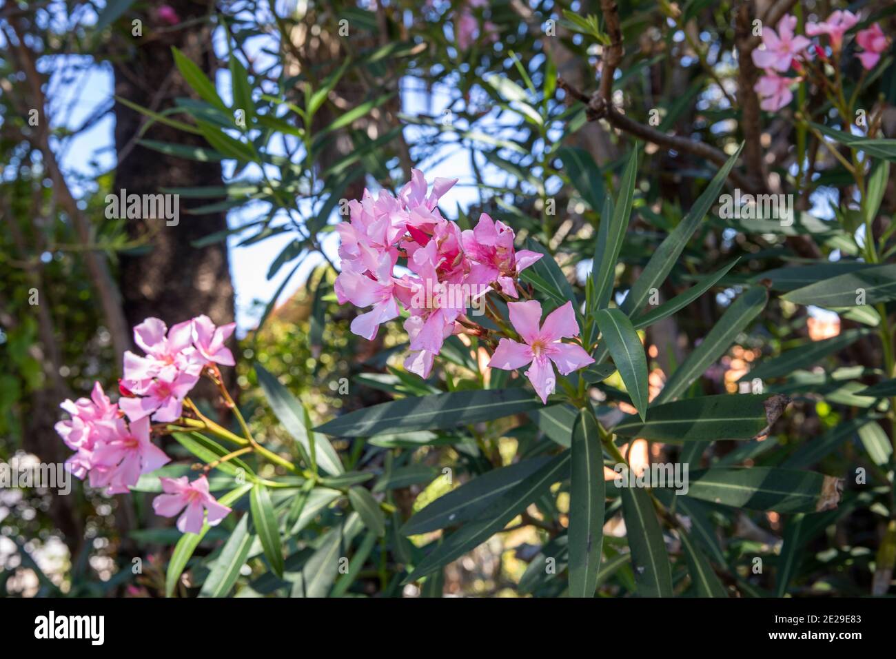 Nerium Oleander with pink flowers on a summer day in Sydney northern
