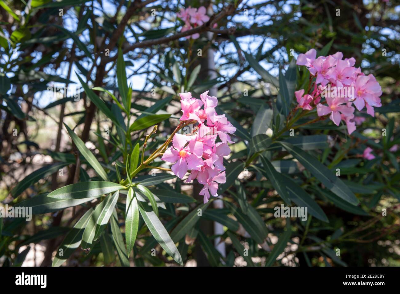 Nerium Oleander with pink flowers on a summer day in Sydney northern