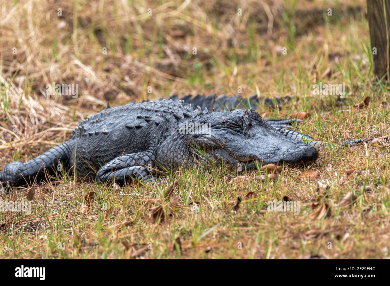 Large alligator resting on bank of pond at St. Marks Wildlife Refuge, Florida USA. Don't be fooled the other eye is wide open Stock Photo