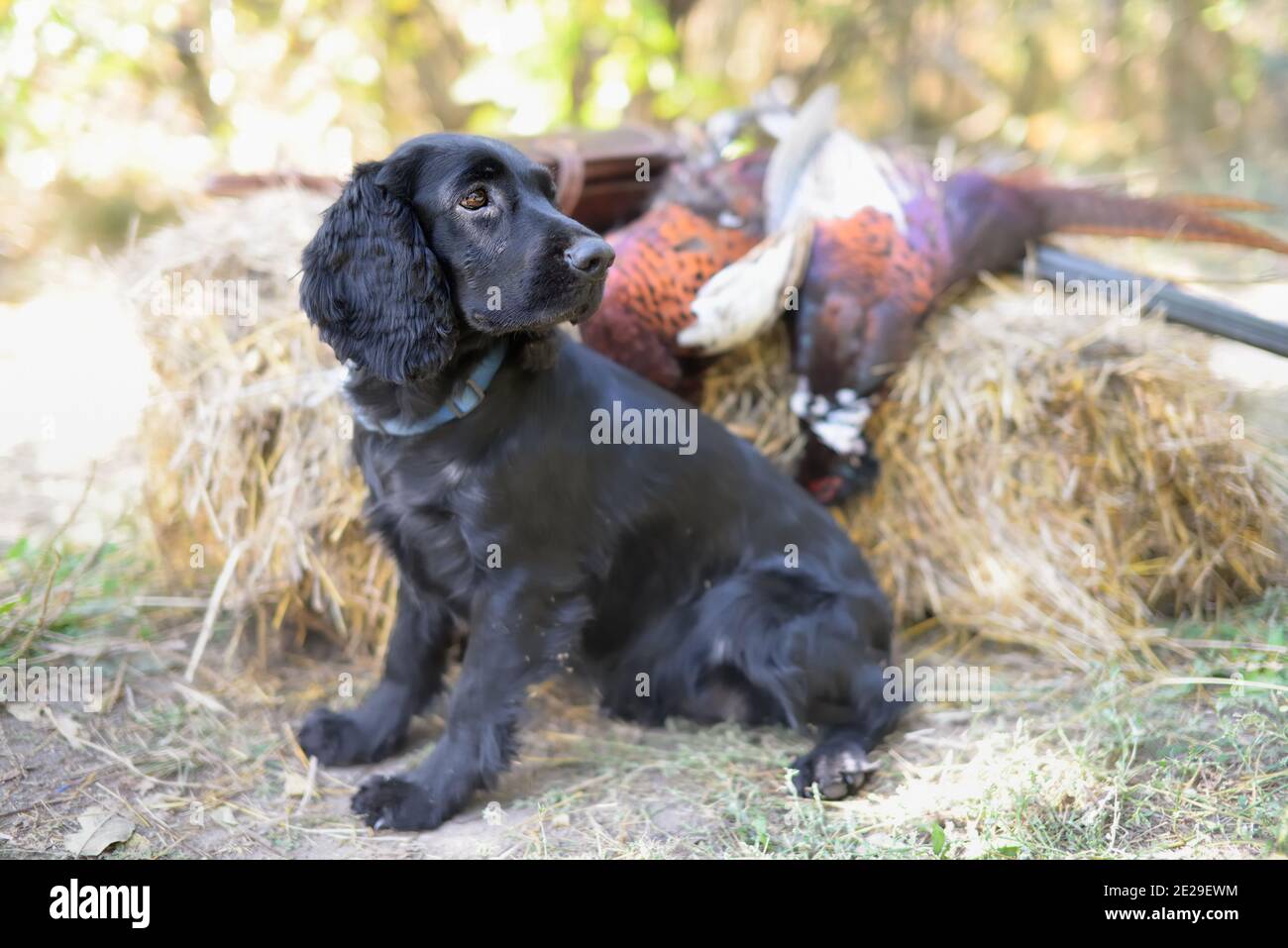 A hunting spaniel with pheasant's Stock Photo