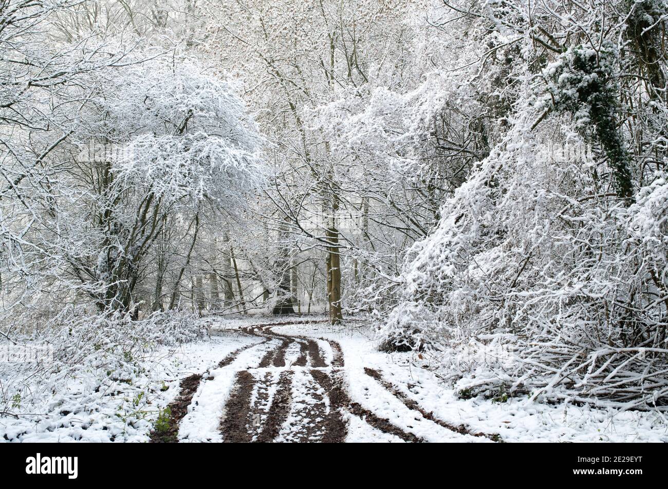 Track through snow covered trees in December. Near Chipping Campden, Cotswolds, Gloucestershire, England Stock Photo