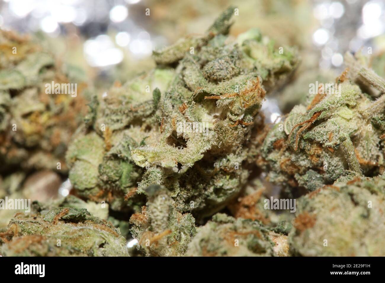 Medical marihuana super lemon kush close up modern background high quality print Stock Photo