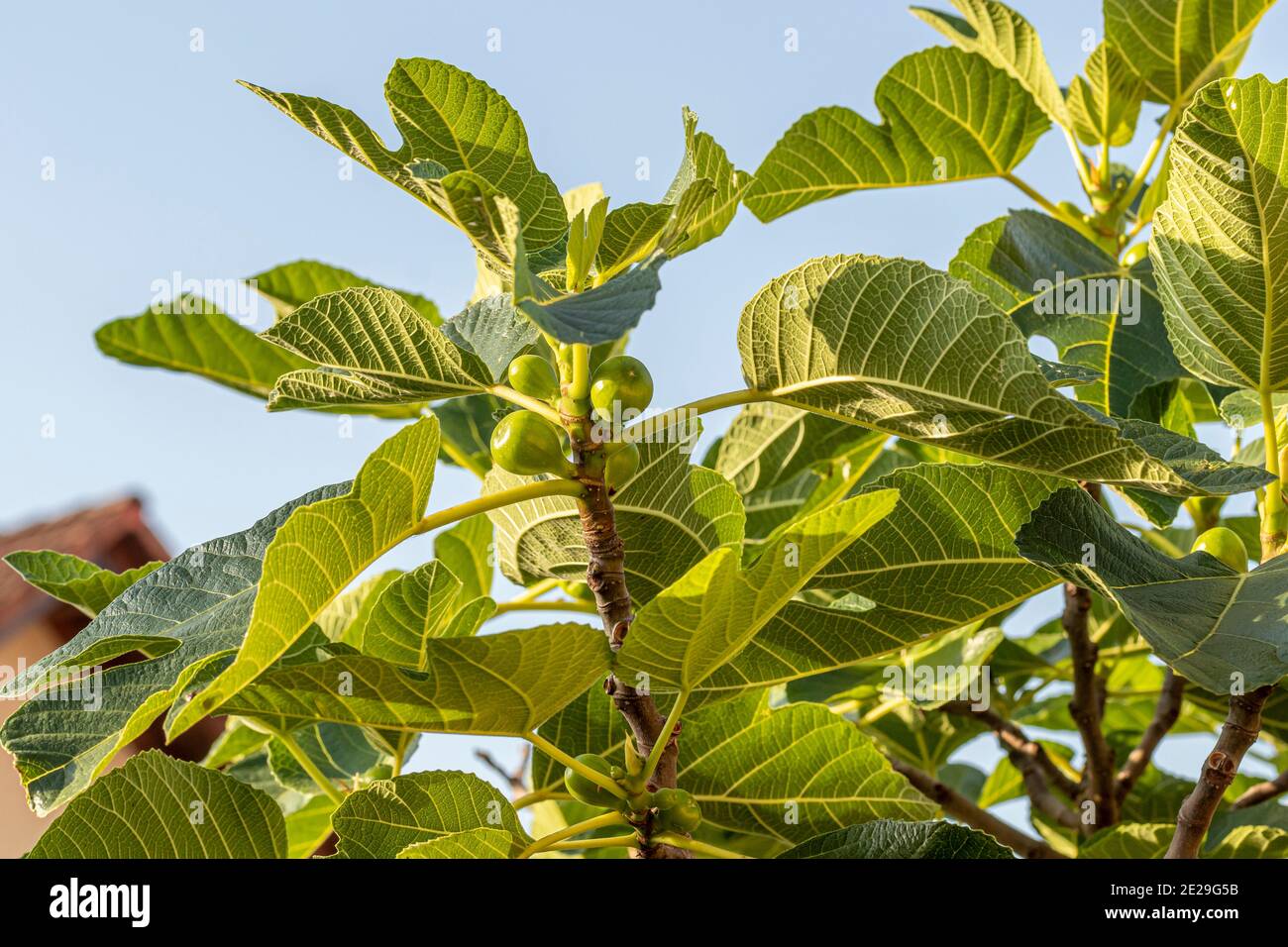 Fig blue hi-res stock photography and images - Alamy