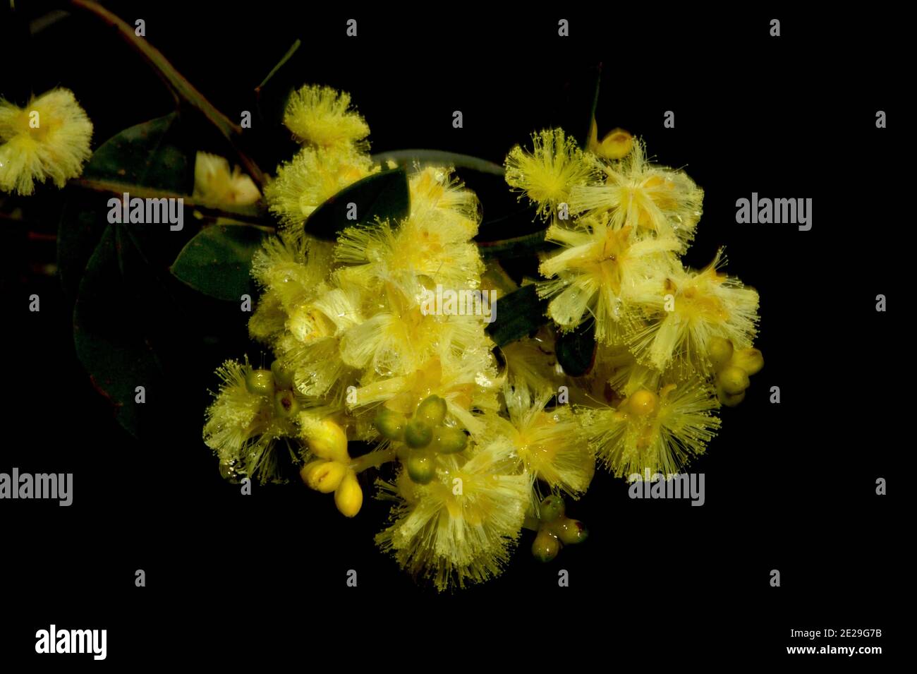 Wet wattle flowers hi-res stock photography and images - Alamy