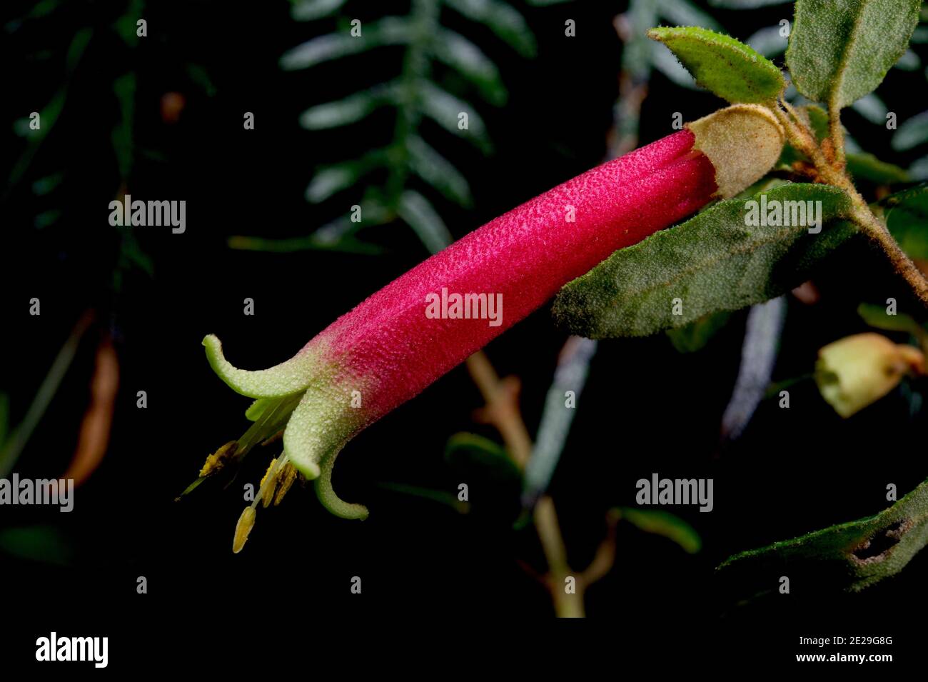 Correa (Correa Reflexa) flowers are one of the few to flower in Winter in Southern Australia, with some red flowers and some green, but same species. Stock Photo