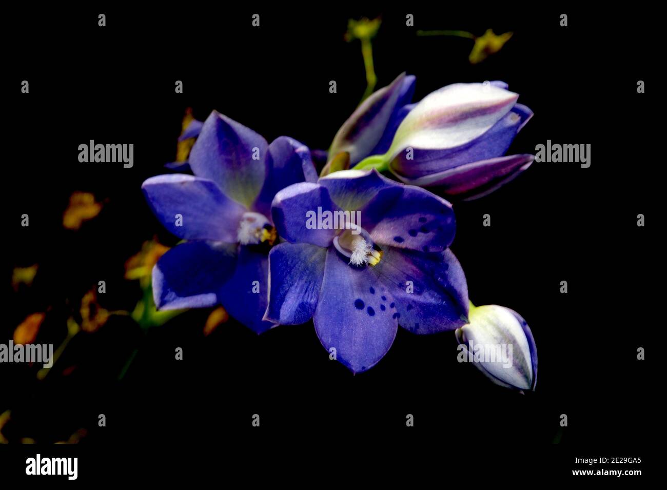Spotted Sun Orchids (Thelymitra Ixiodes) often have several flowers on one stem, but getting them to pose so well for the camera is a bit special. Stock Photo