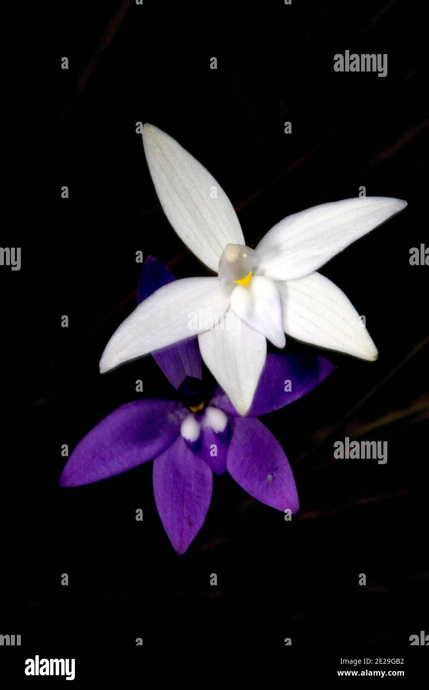 Wax Lips orchids (Glossodia Major) are usually purple, so to find a white one is very rare, to find a white one next to a purple one is very special. Stock Photo