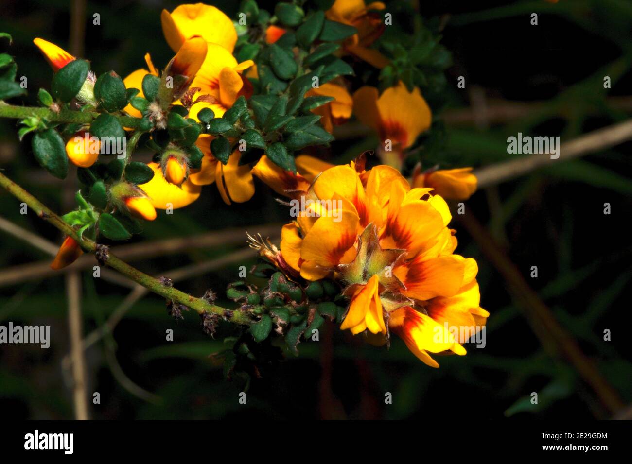 Eggs And Bacon (Aotus Ericoides) get their name from the colour of the flowers - you wouldn't want to try eating them! Flowering in early Spring. Stock Photo