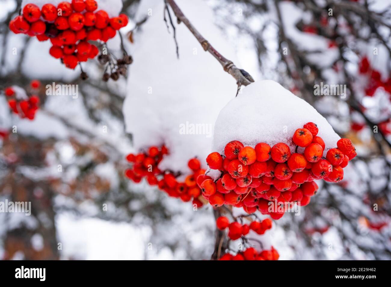 Winter ashberry under the snow close up. Groups of bright red berries ...