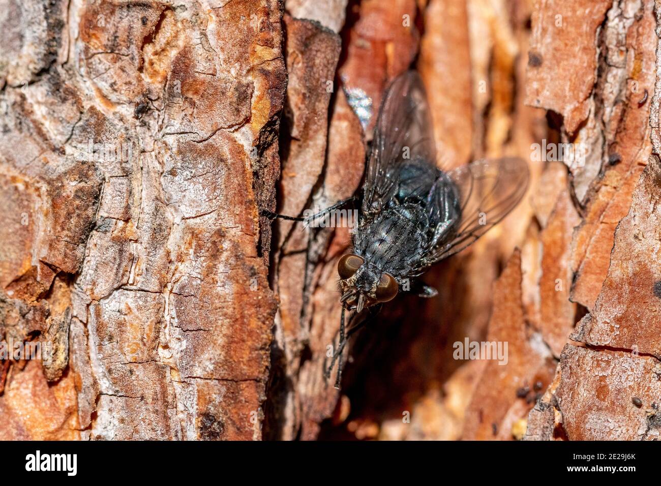 Black fly on a pine tree back Stock Photo