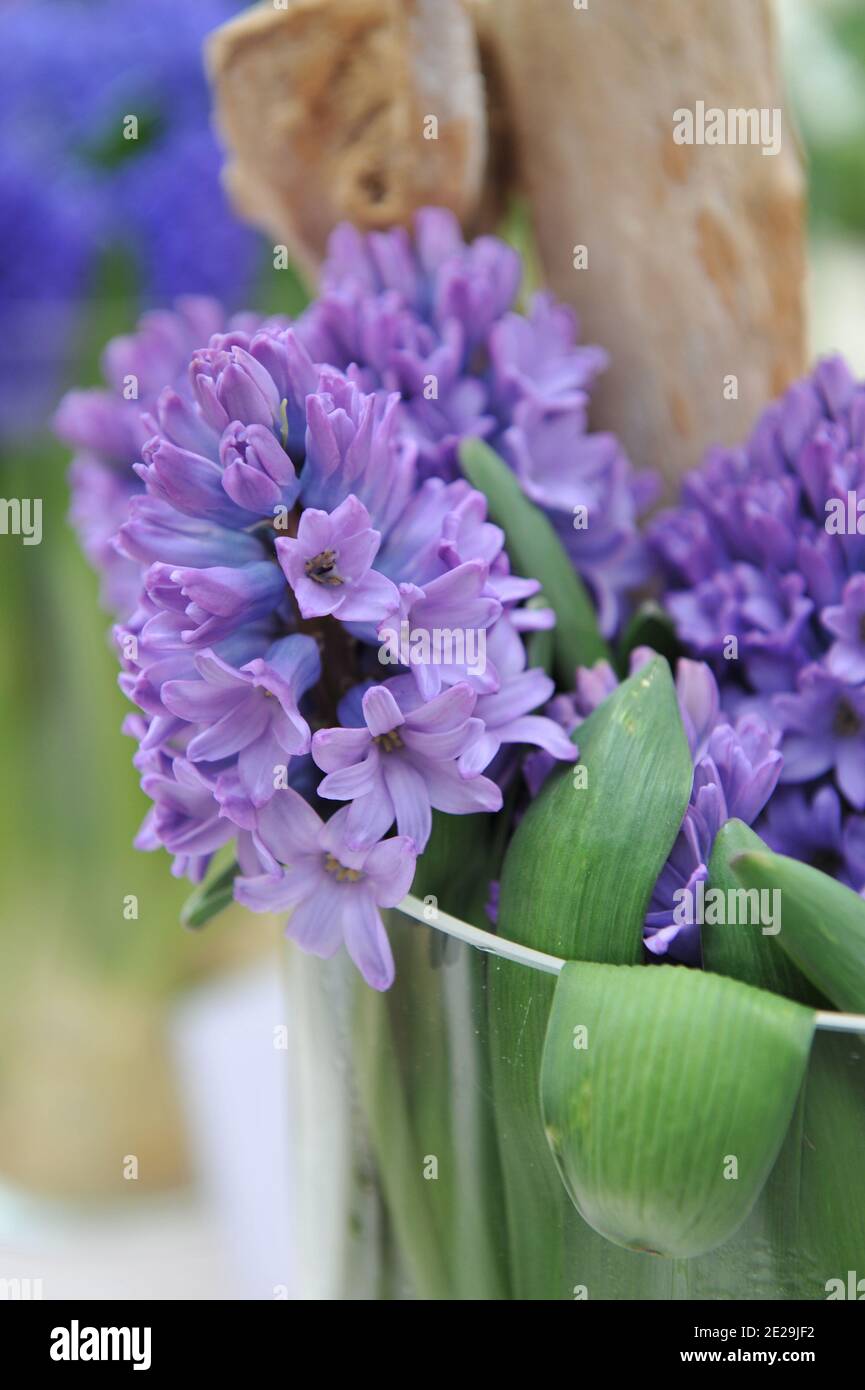 A bouquet of lilac-violet hyacinth (Hyacinthus orientalis) Purple Star blooms in a glass vase in April Stock Photo