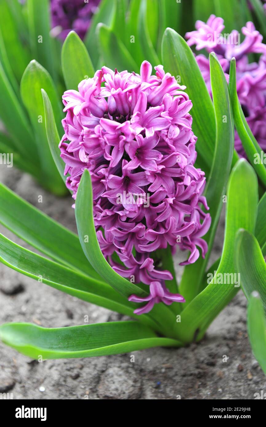 Pink hyacinth (Hyacinthus orientalis) Miss Saigon blooms in a garden in April Stock Photo