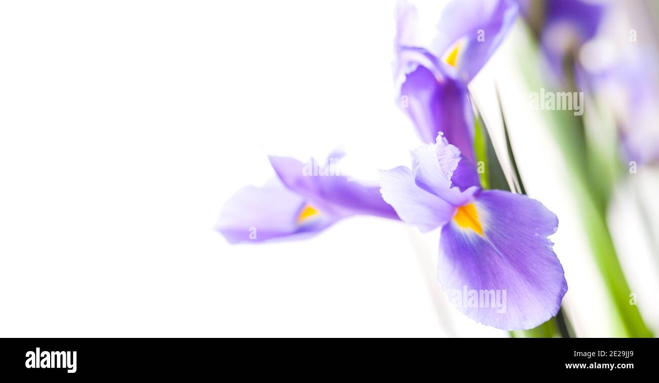 Japanese iris. Decorative flower isolated on white background, close-up photo with selective soft focus. Iris Laevigata Stock Photo
