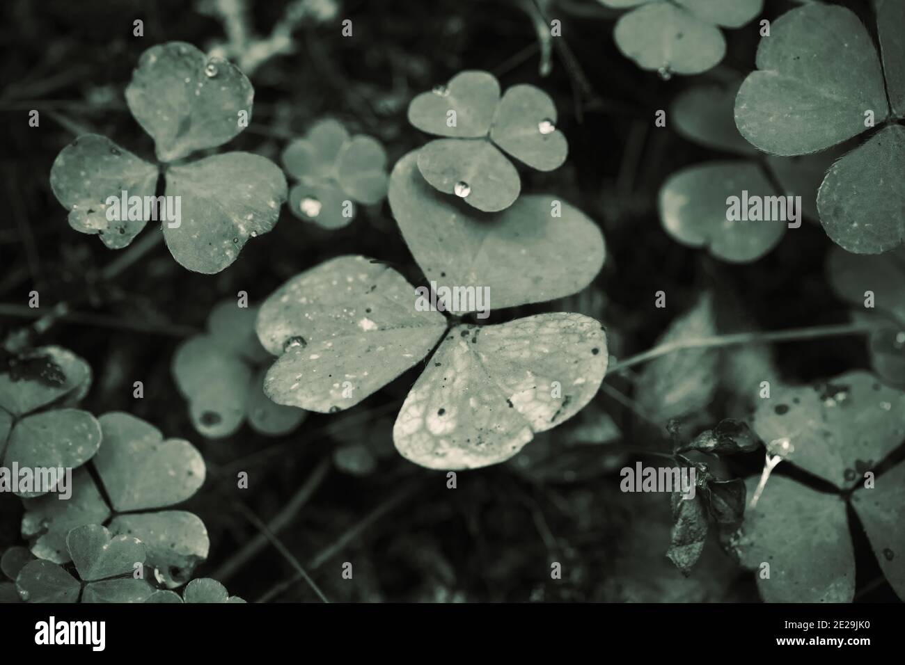 Wild Oxalis leaves close up photo, green wild natural background Stock Photo