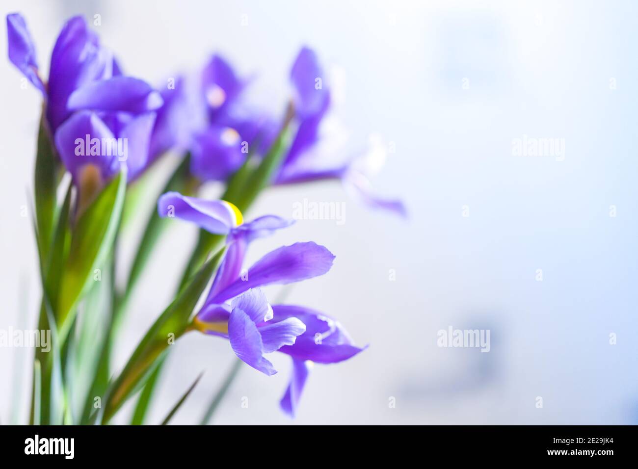 Japanese irises over blurred background, macro photo with selective soft focus. Iris Laevigata Stock Photo