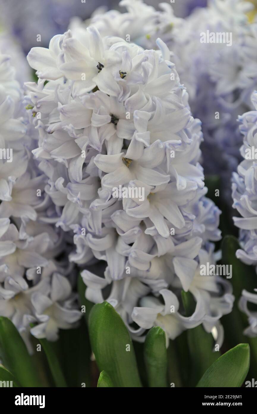 Light blue hyacinth (Hyacinthus orientalis) Blue Eyes blooms in a