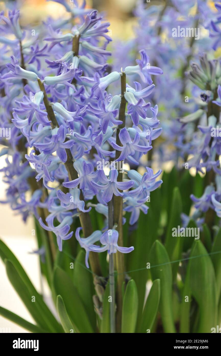 Hyacinth (Hyacinthus orientalis) Blue Festival blooms in a garden in April Stock Photo