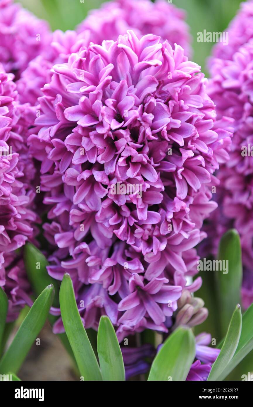 Purple hyacinth (Hyacinthus orientalis) Miss Saigon blooms in a pot in a garden in April Stock Photo
