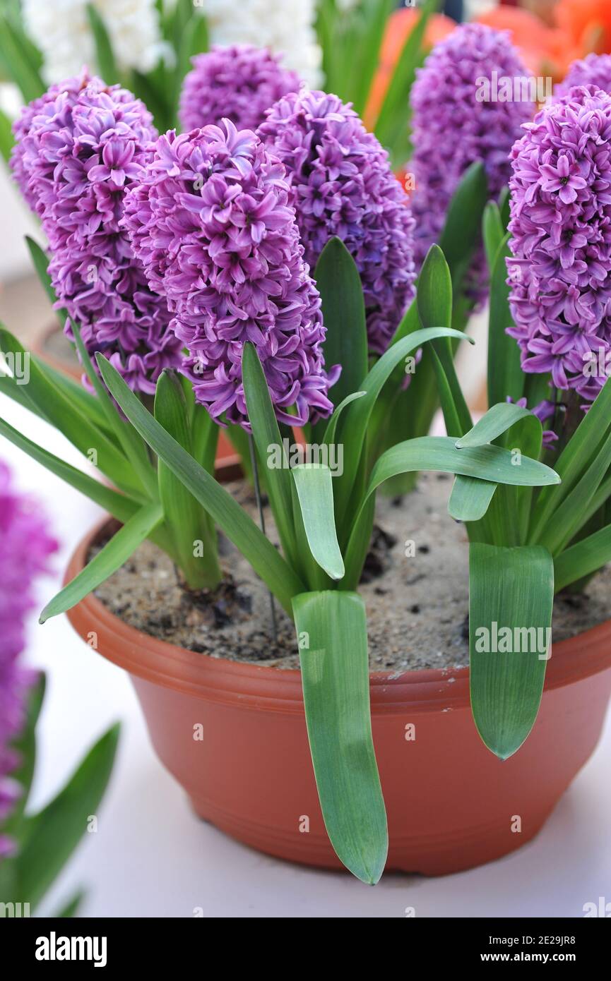 Purple hyacinth (Hyacinthus orientalis) Miss Saigon blooms in a pot in a garden in April Stock Photo