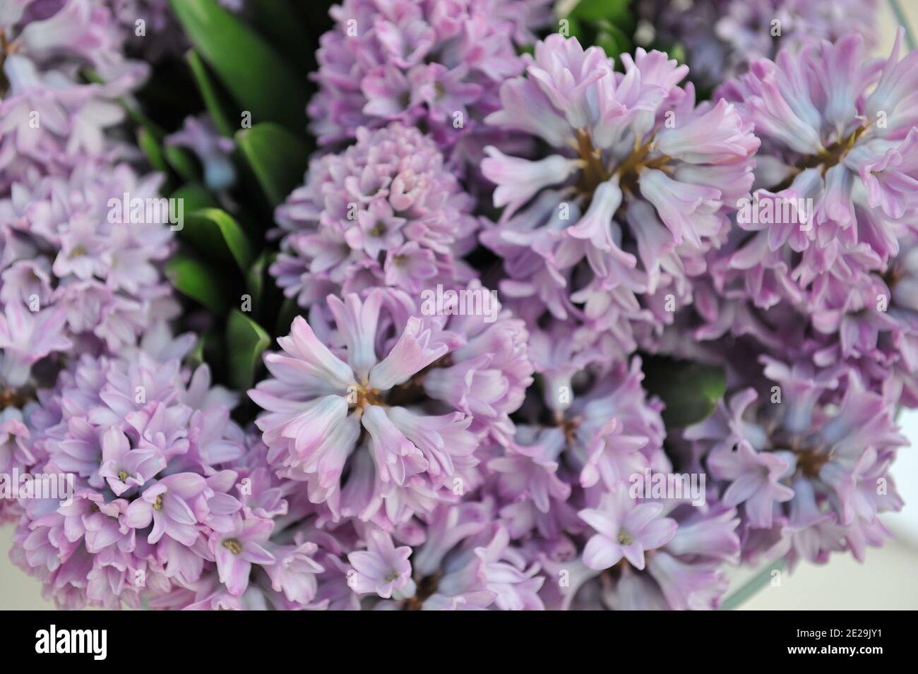 A bouquet of lilac-pink hyacinth (Hyacinthus orientalis) Tophit in a glass vase in April Stock Photo