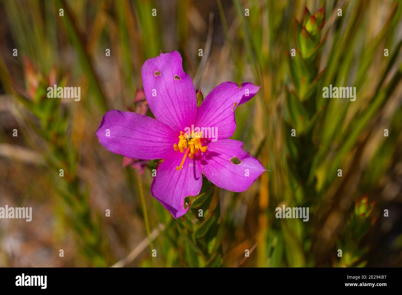 the pink flower of a Lavoisiera sp. in the Serra do Cipó in Minas Gerais, Brazil, frontal view Stock Photo
