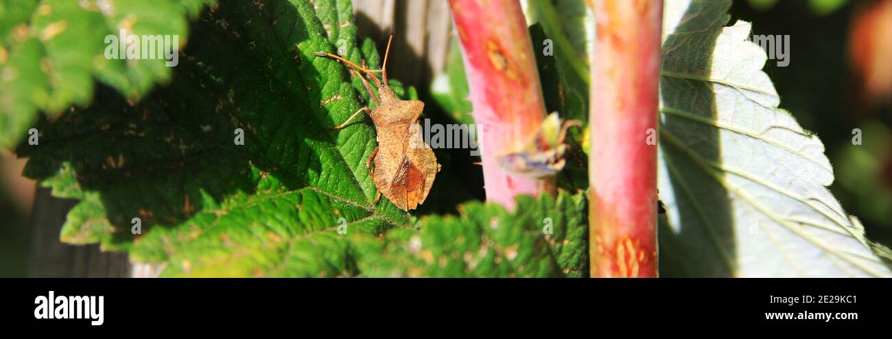 Coreus marginatus. Dock Bug. Pests on raspberries leaves at the sunny day. Copy space Stock Photo