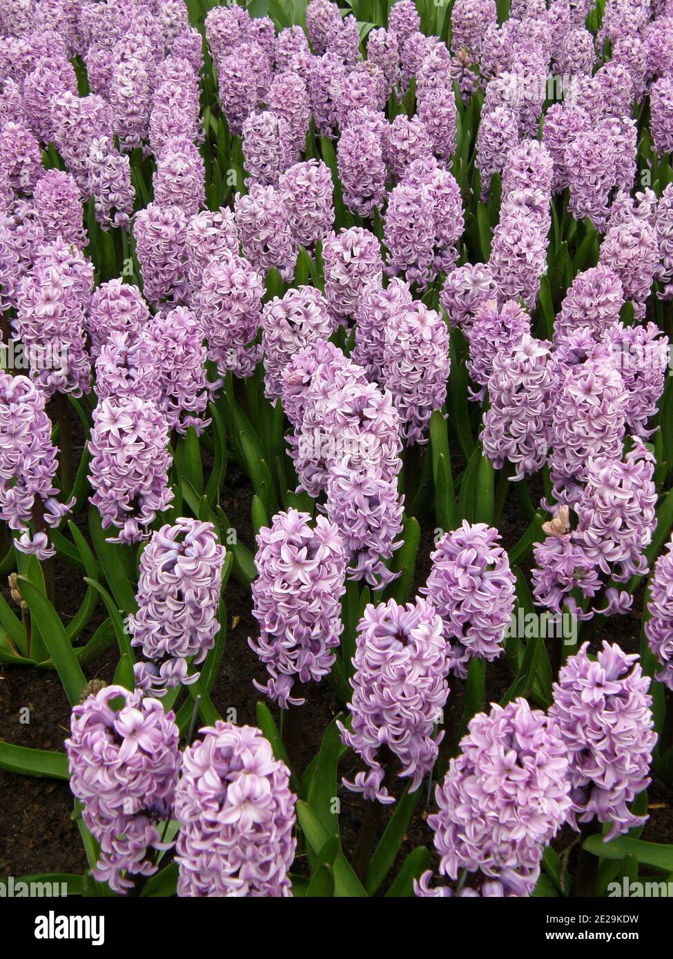 Lilacpink hyacinth (Hyacinthus orientalis) Splendid Cornelia blooms in