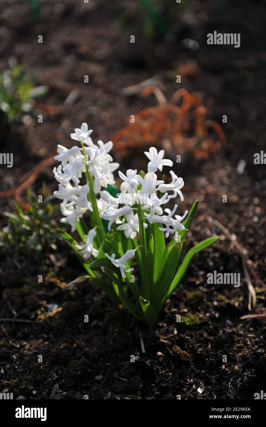 White hyacinth (Hyacinthus orientalis) blooms in a garden in April Stock Photo