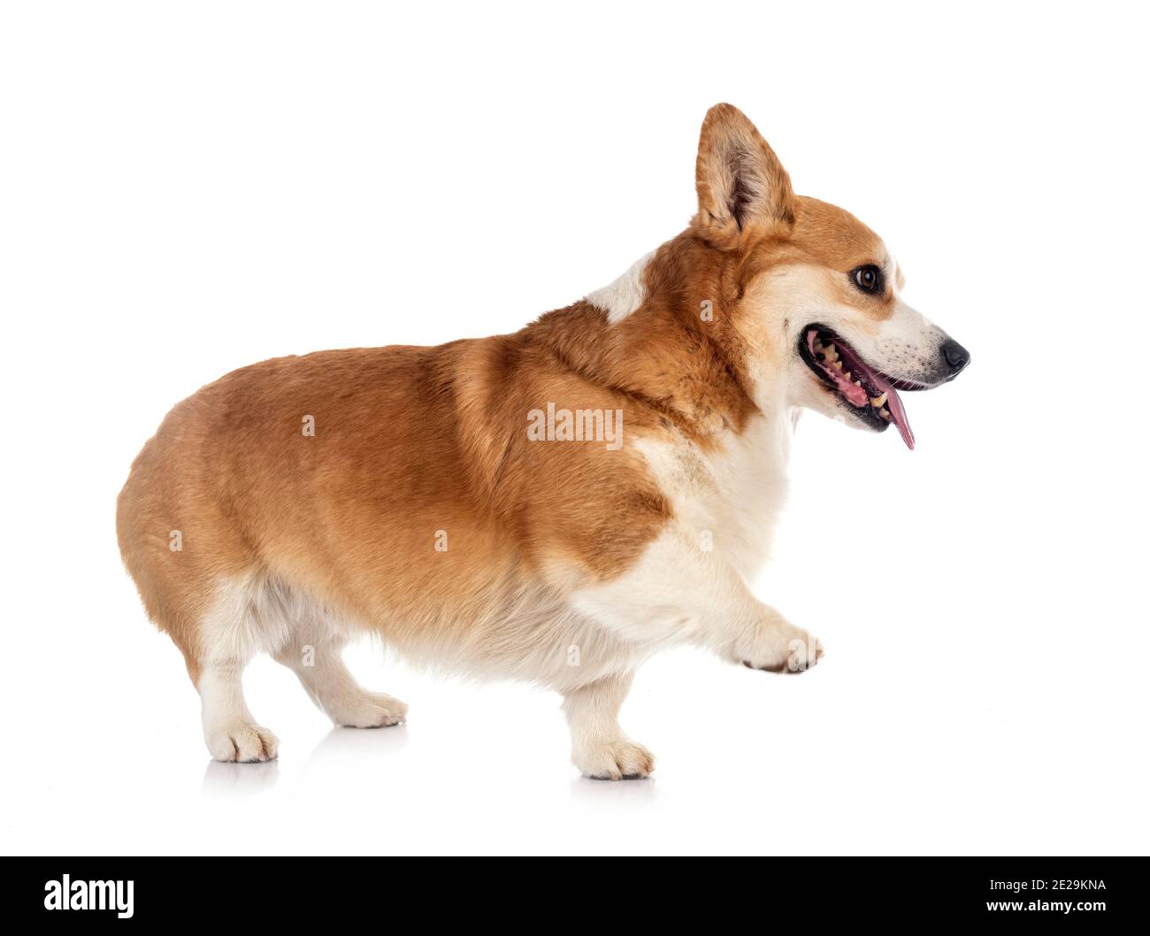 young Pembroke Welsh Corgi in front of white background Stock Photo - Alamy