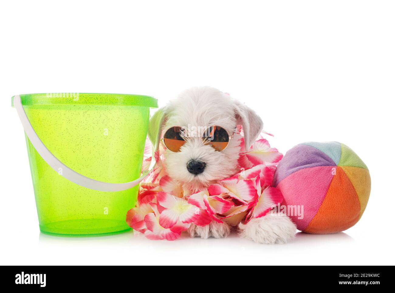 white miniature schnauzer in front of white background Stock Photo - Alamy