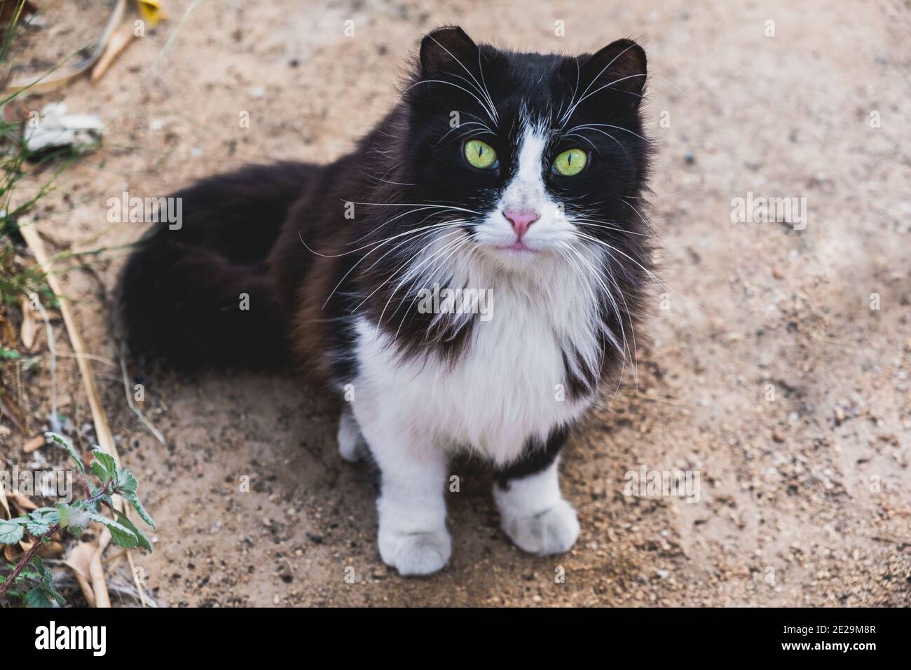 Selective focus shot of a black and white cat with green eyes Stock ...