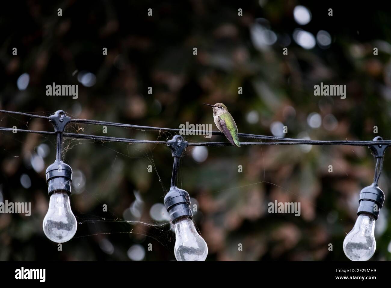 Anna's Humingbird bird, female, sperched, stationary Stock Photo